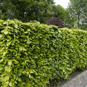 Rotbuche - Fagus sylvatica - Willemse