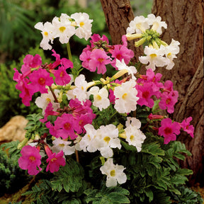 Gartengloxinie Mischung (x4) - Incarvillea delavayi - Stauden