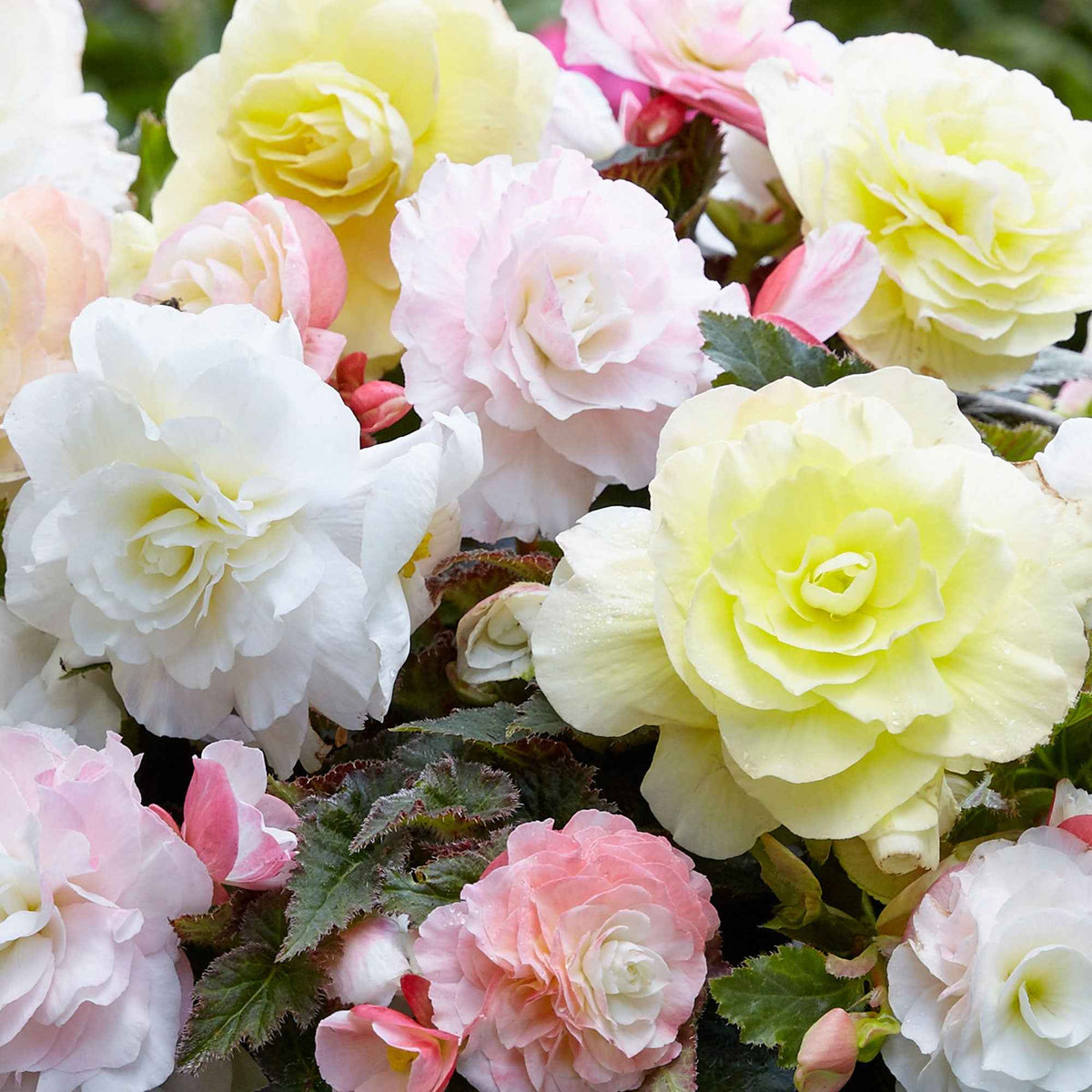 Knollenbegonien Mischung 'Wummi' (x4) - Begonia Wummi creme, Wummi Apple Bloom - Willemse