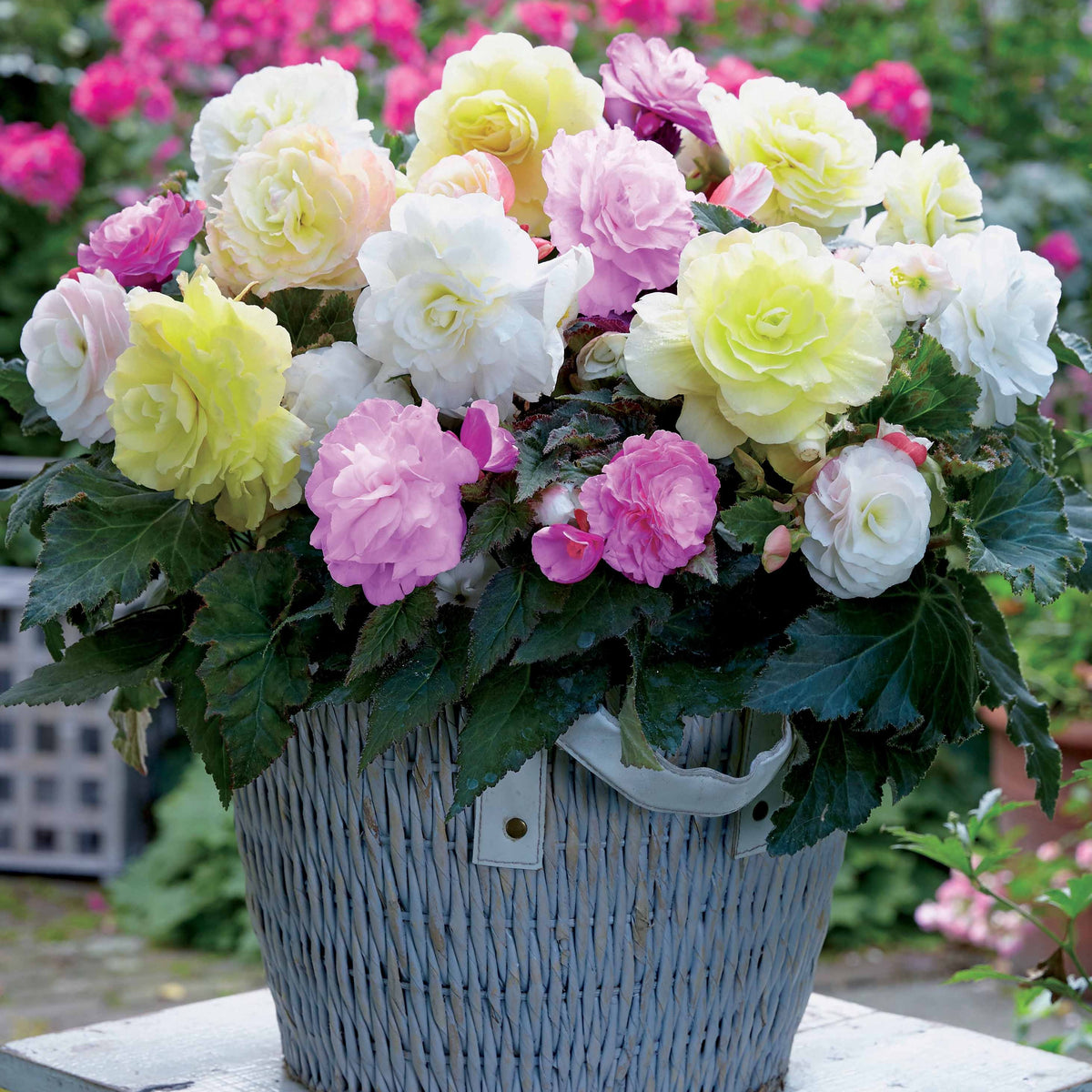 Knollenbegonien Mischung 'Wummi' (x4) - Begonia wummi creme wummi apple bloom