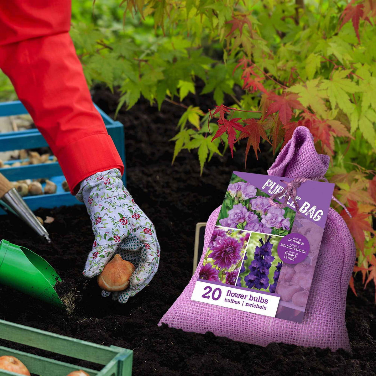 Blumenzwiebel Mischung 'The Purple Bag' (x20) - Dahlia, gladiolus, freesia - Willemse