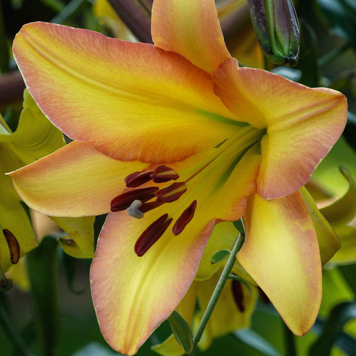 Lilie 'Rising Moon' (x5) - Willemse