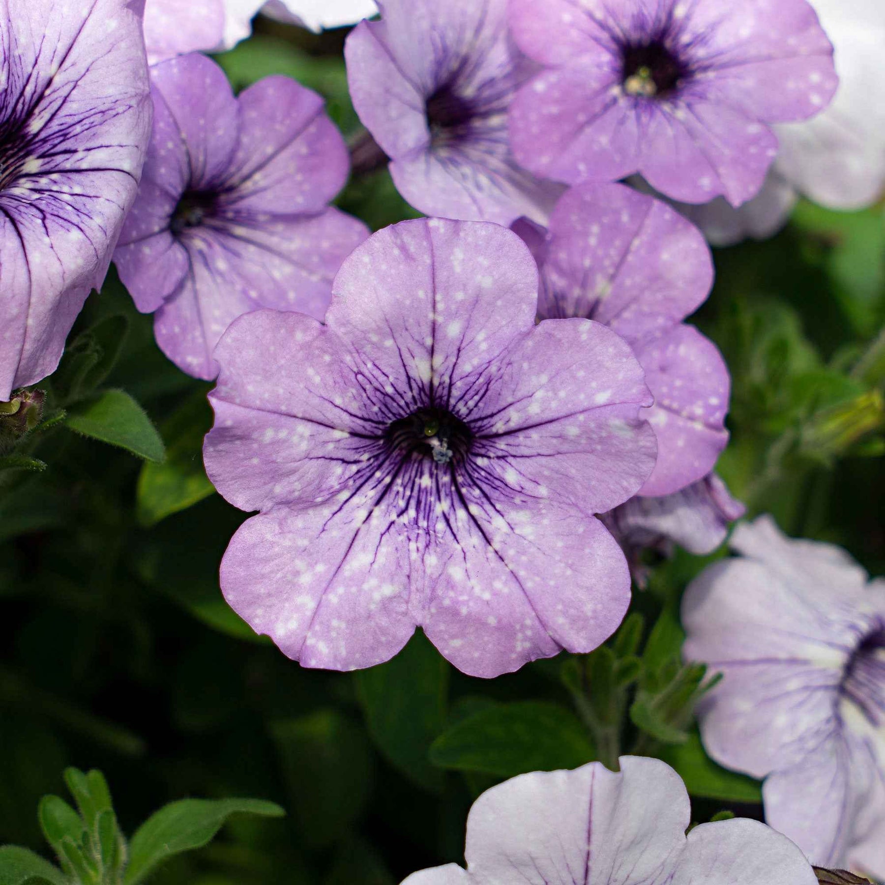 Petunie 'Lavender Sky' (x3) - Petunia lavender sky - Willemse