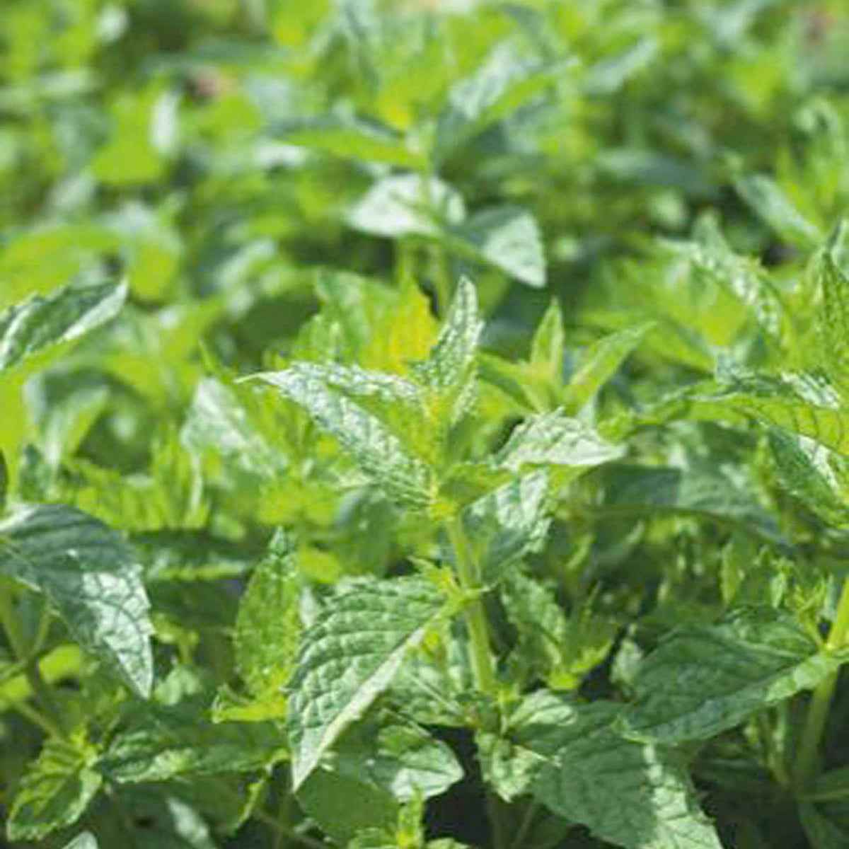 Pfefferminze - Mentha piperita - Willemse