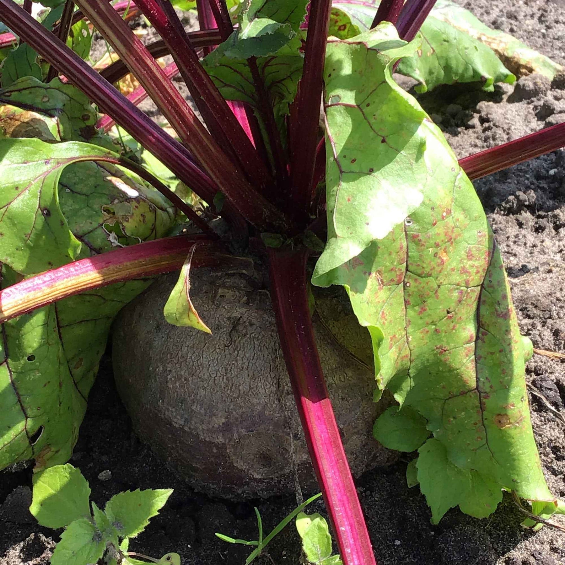 Schwarz Beete 'Egypt' - Beta vulgaris rouge d'egypte (30 g) - Saatgut