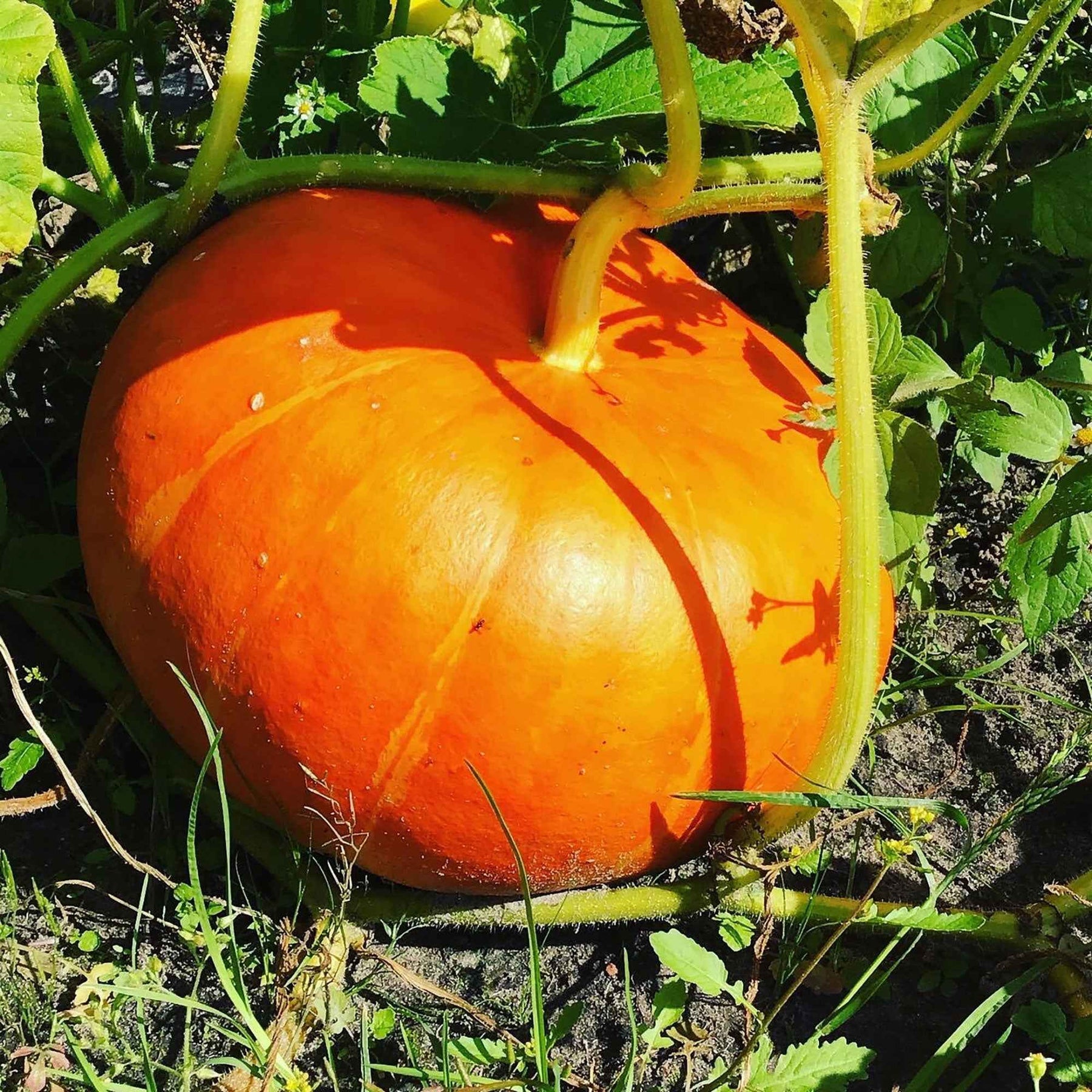 Kürbis 'Rote Zentner' - Cucurbita maxima rouge vif d'etampes - Willemse