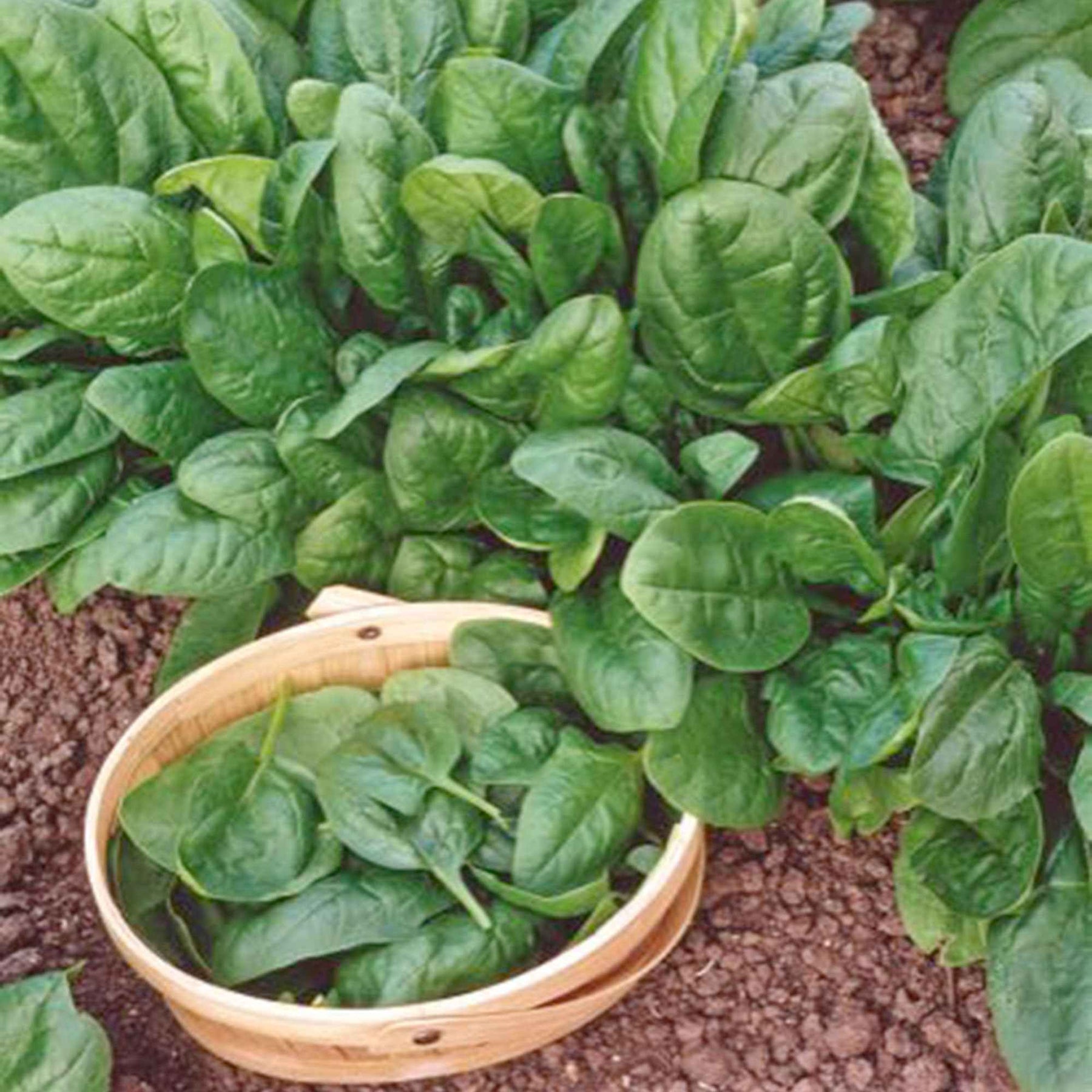 Spinacia - Spinat - Spinat 'Nores' - Beta vulgaris nores
