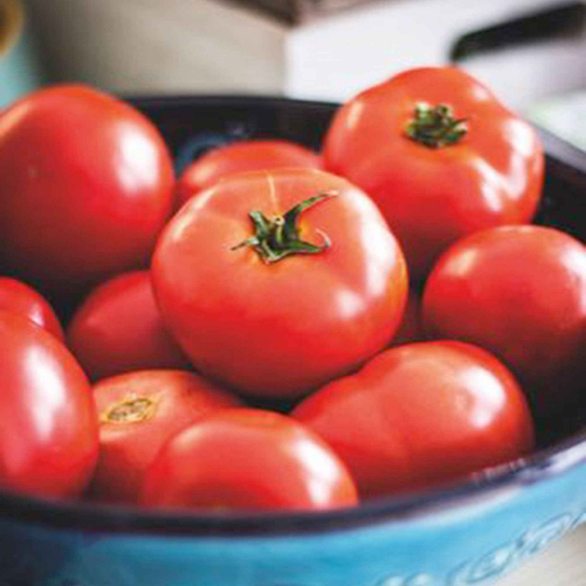 Tomate 'Moneymaker' - Solanum lycopersicum moneymaker - Willemse
