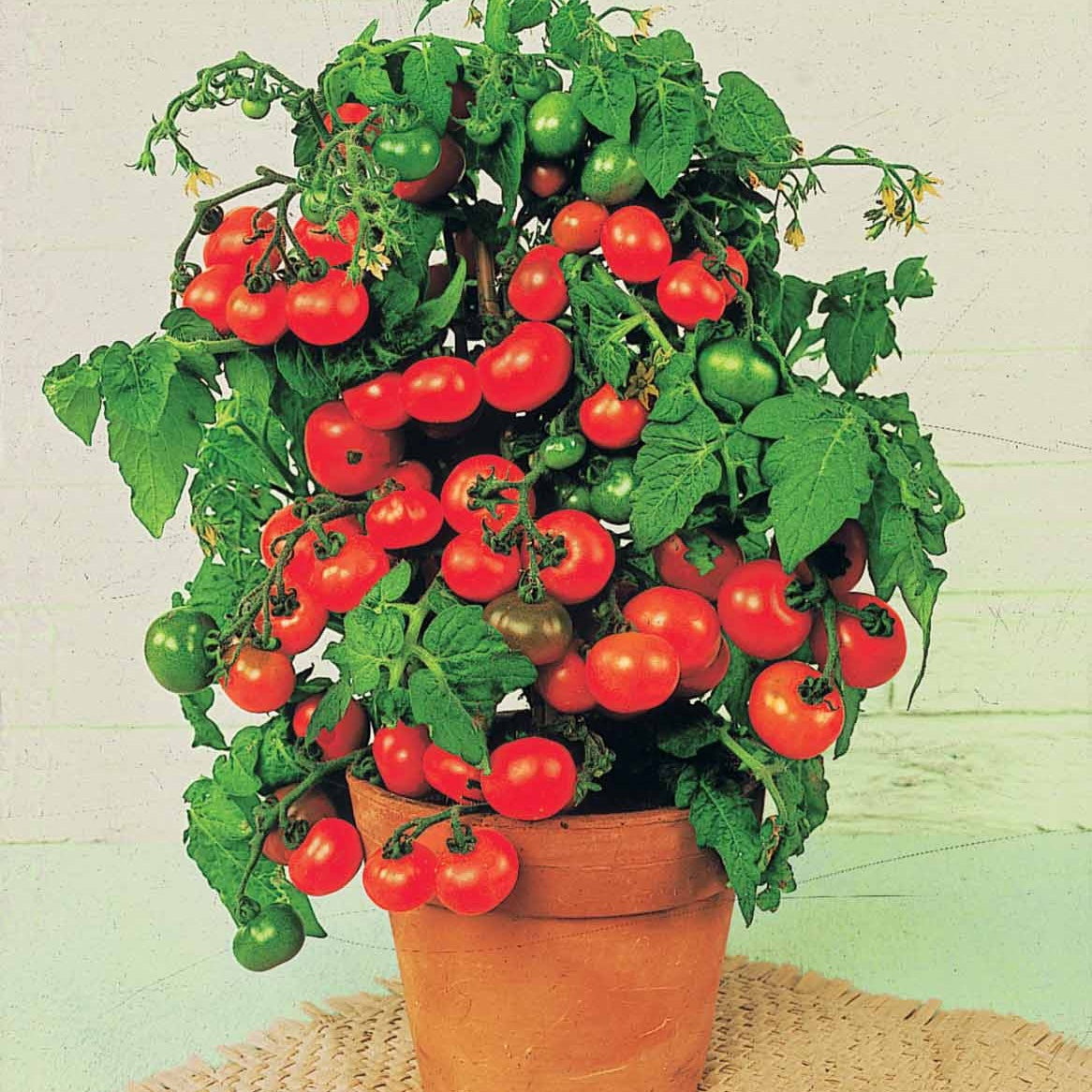 Kirschtomate ‘Tiny Tim’ - Solanum lycopersicum tiny tim - Willemse