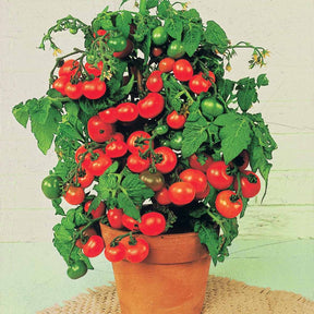 Kirschtomate ‘Tiny Tim’ - Solanum lycopersicum tiny tim - Willemse