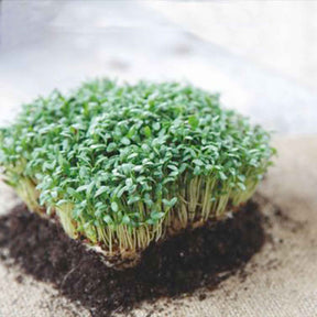 Großblättrige Gartenkresse - Lepidium sativum - Willemse