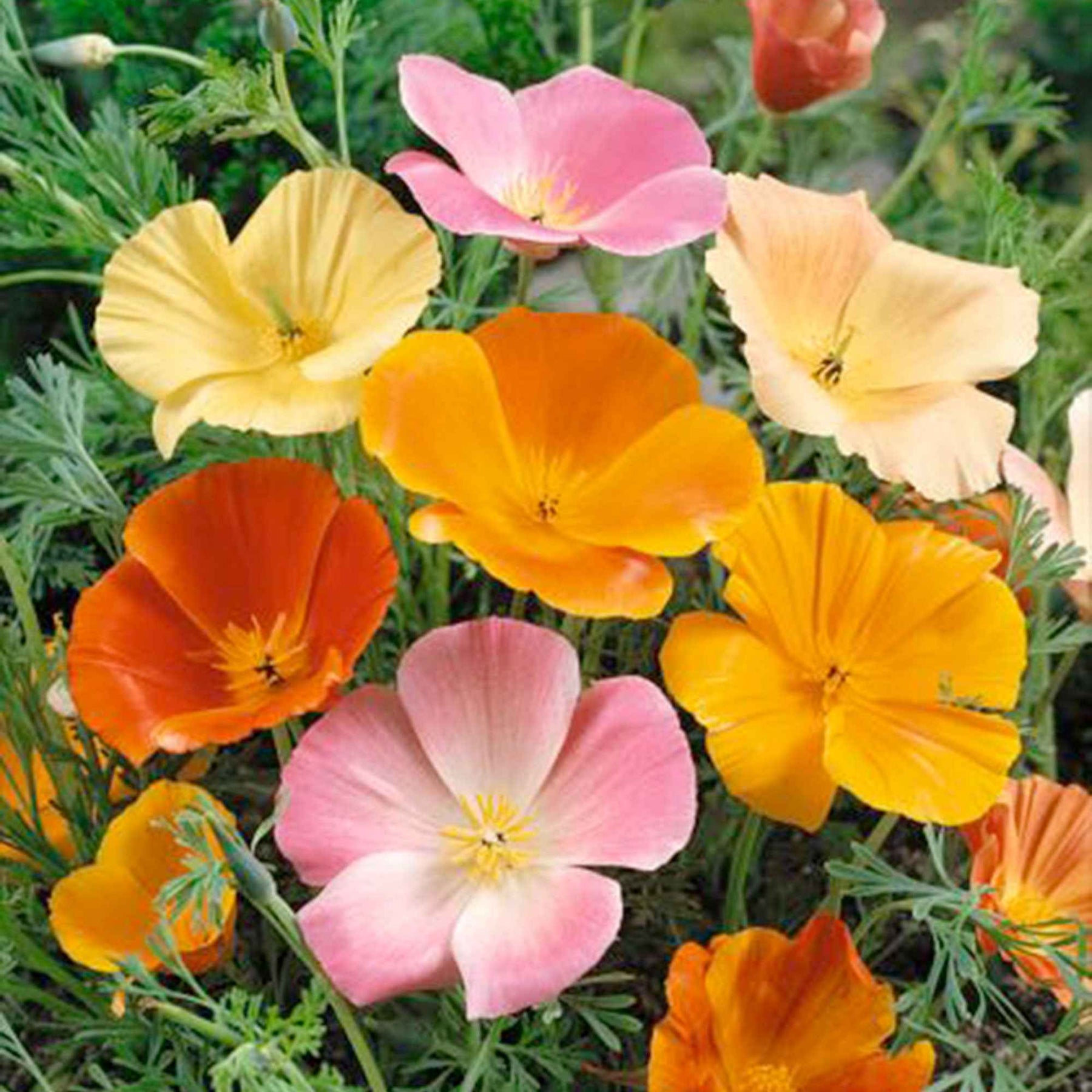 Goldmohn Eschscholzia californica - Eschscholzia californica - Willemse
