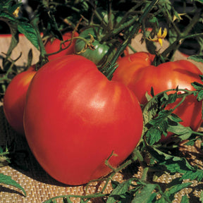 Tomaten-Kollektion 'Savoureuse' - Collection 3 tomates savoureuses (coeur de boeuf, saint pierre, san m - Willemse