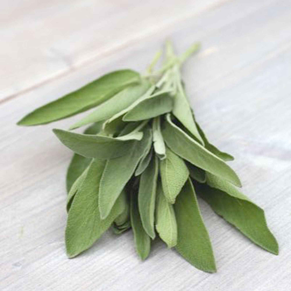 Salbei Salvia officinalis - Willemse