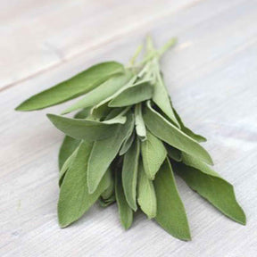 Salbei Salvia officinalis - Willemse