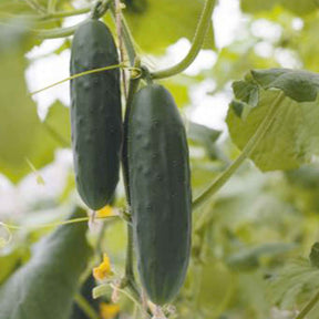Gurke Cucumis 'Marketmore' - Willemse