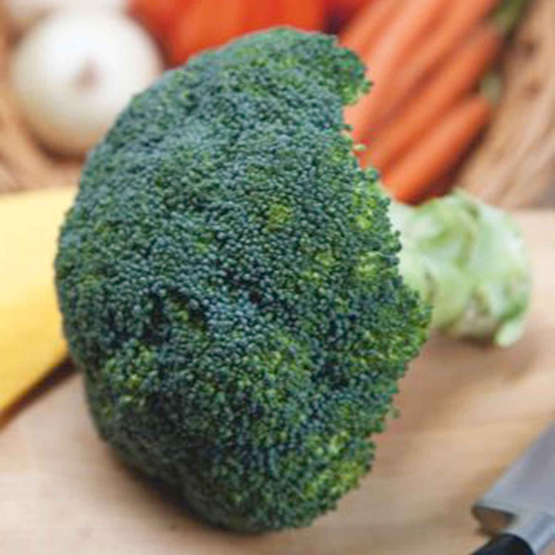 Brassica oleracea Calabrese Natalino - Brokkoli ‘Calabrese Natalino’ - Samen für Kohl