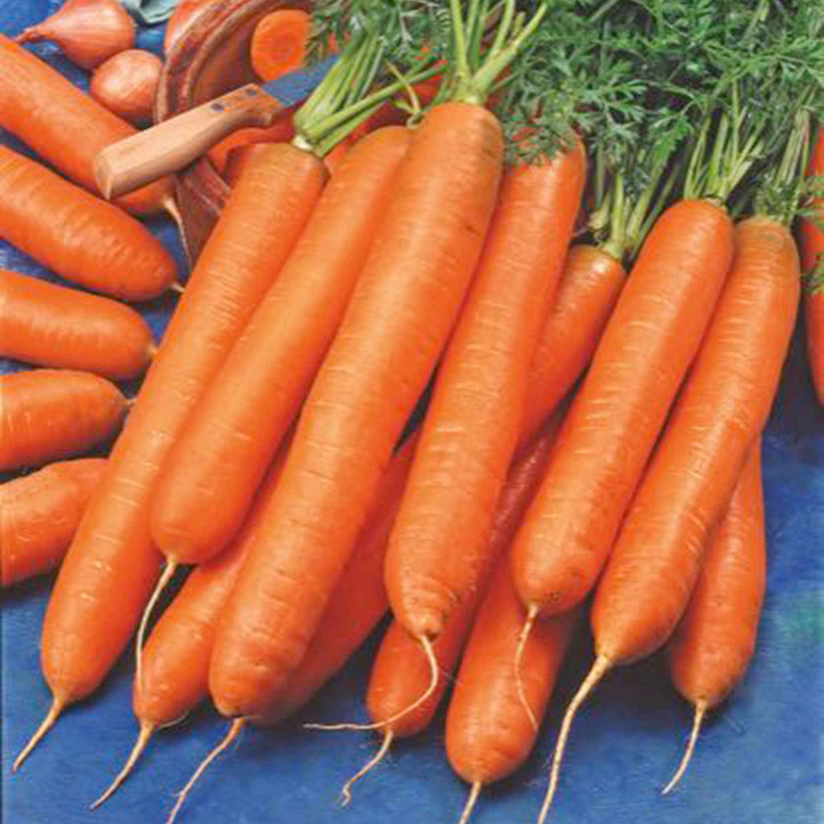 Möhre 'Berlikumer 2' - Daucus carota berlikumer 2 - Willemse