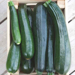 Zucchini 'Black Beauty' - Cucurbita pepo black beauty - Willemse