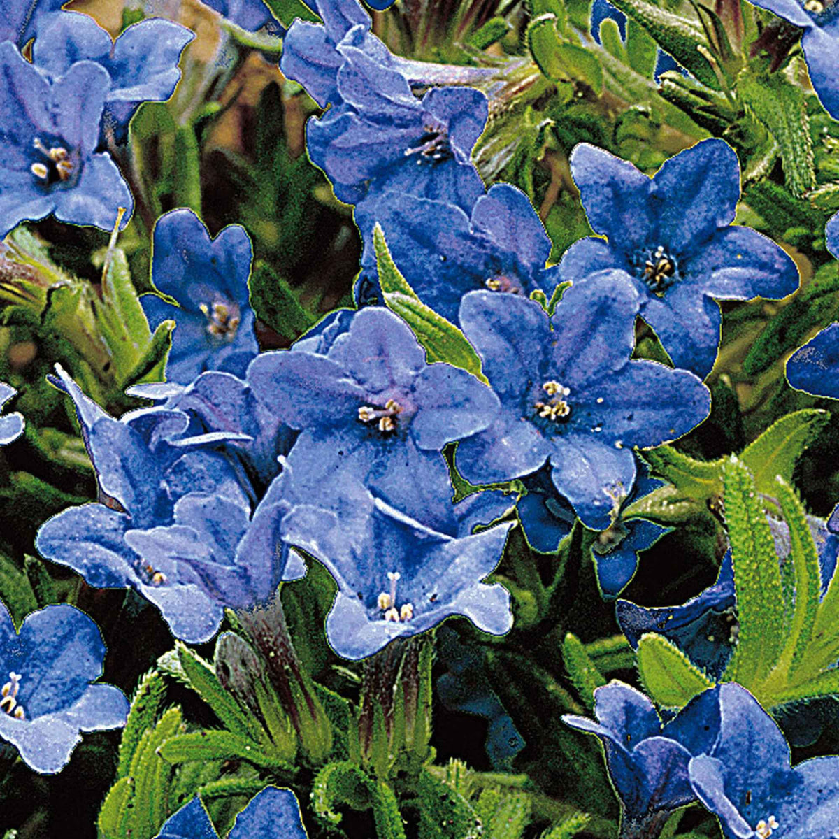 Steinsame 'Heavenly Blue' - Lithodora diffusa Heavenly Blue - Willemse