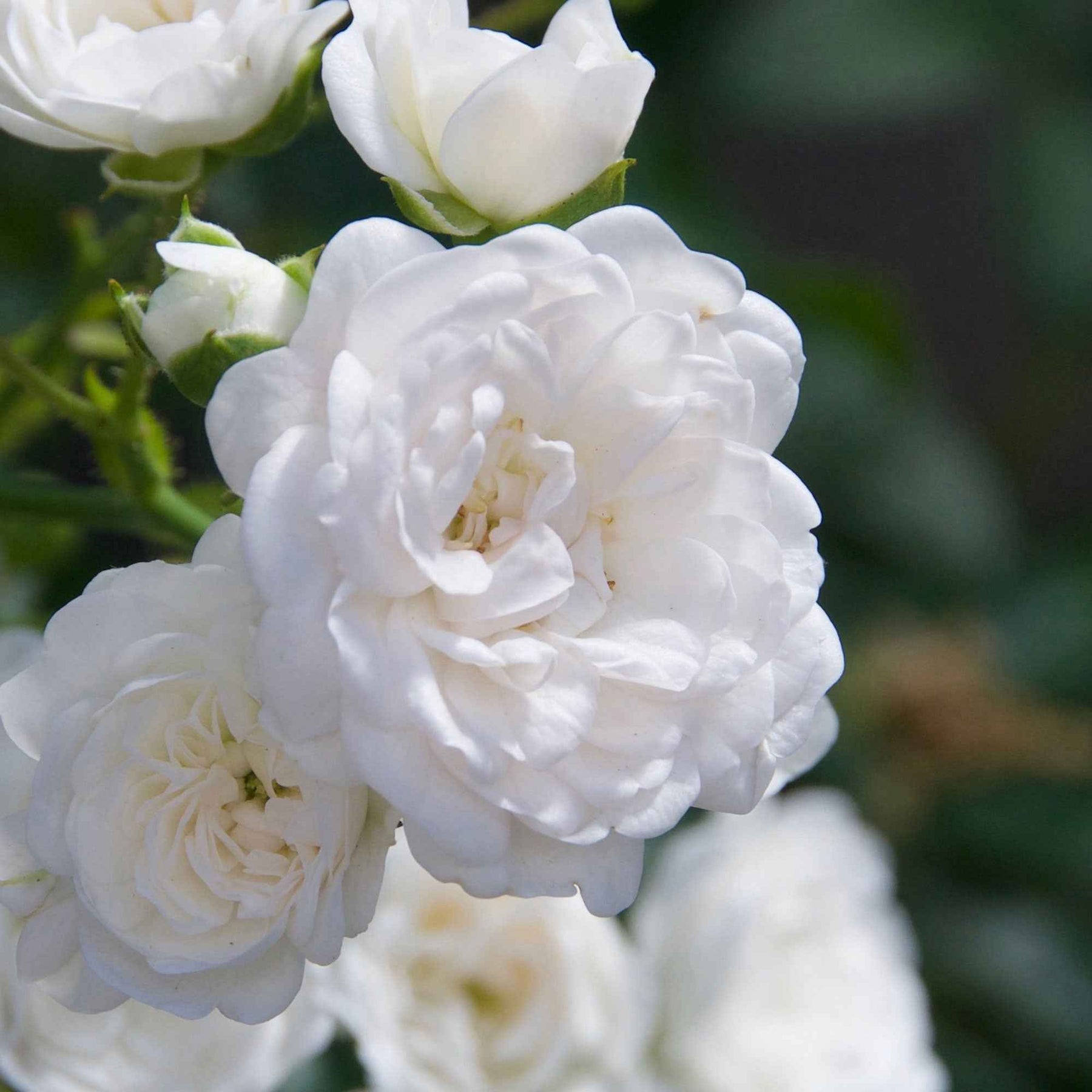 Rosa crystal fairy ® - Bodendeckerrose 'Crystal Fairy' - Bodendeckerrosen