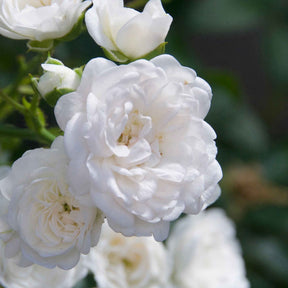 Rosa crystal fairy ® - Bodendeckerrose 'Crystal Fairy' - Bodendeckerrosen