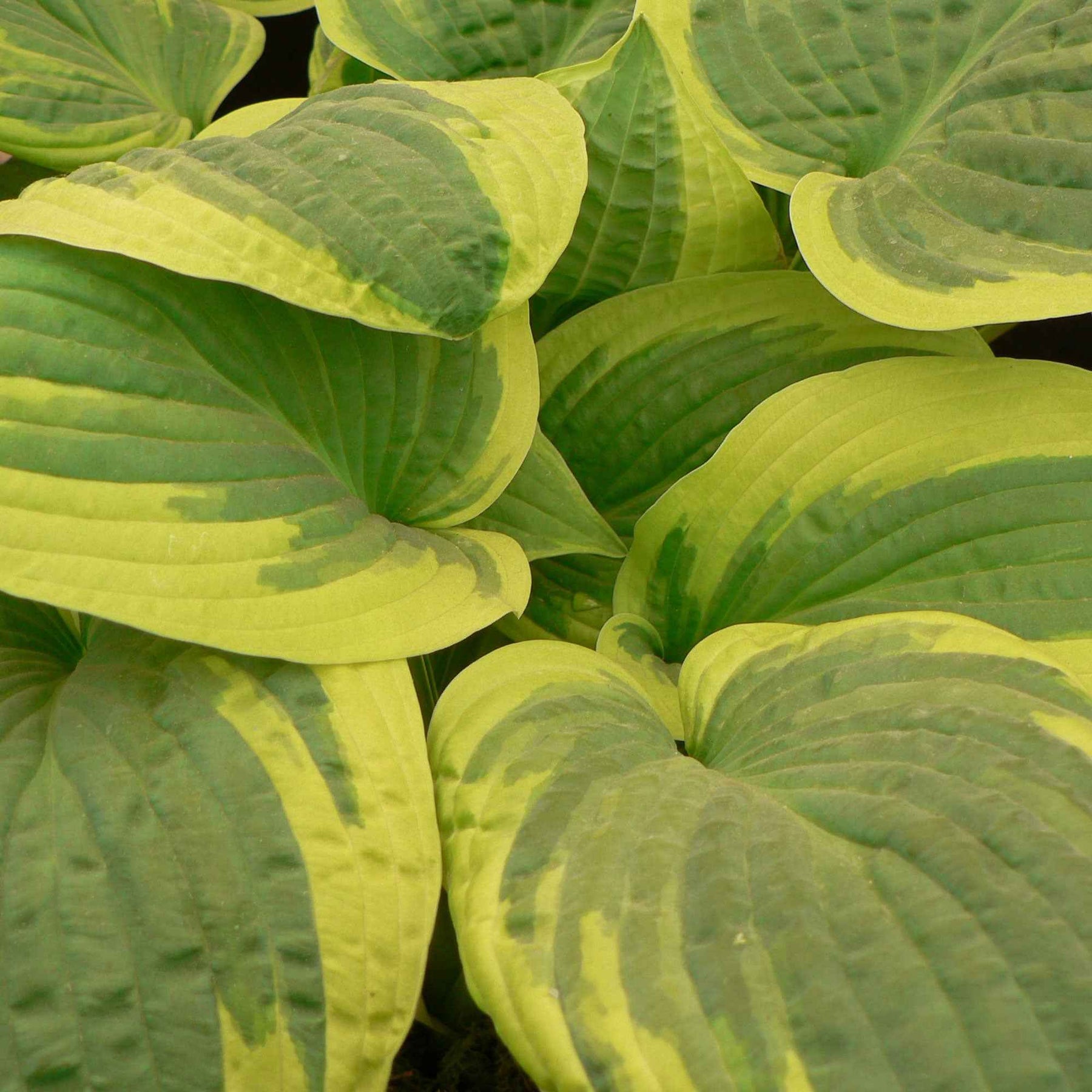 Funkie 'Wide Brim' - Hosta hybride wide brim - Willemse
