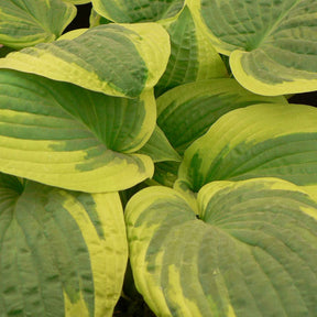 Funkie 'Wide Brim' - Hosta hybride wide brim - Willemse