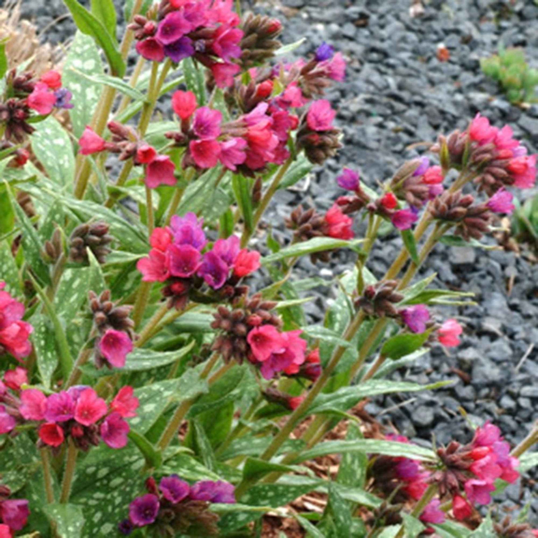 Lungenkraut 'Raspberry Splash' - Willemse
