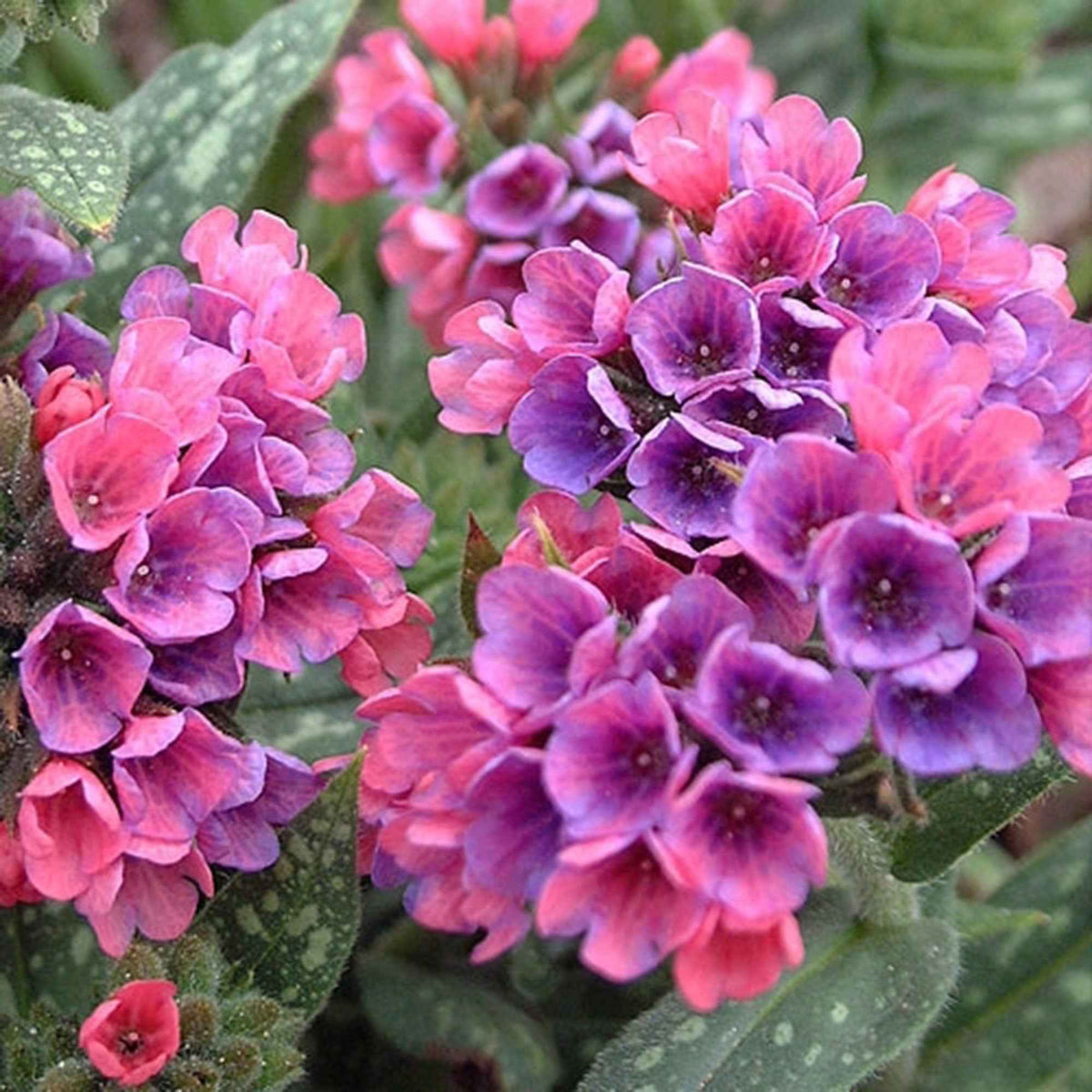 Lungenkraut 'Raspberry Splash' - Pulmonaria raspberry splash - Willemse