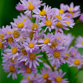 Zwergaster 'Stardust' - Aster ageratoides Stardust - Willemse