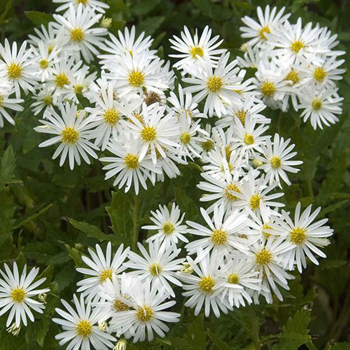 Ageratum-ähnliche Aster 'Ashvi' - Willemse