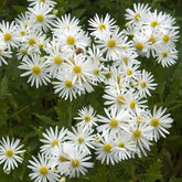 Ageratum-ähnliche Aster 'Ashvi' - Willemse