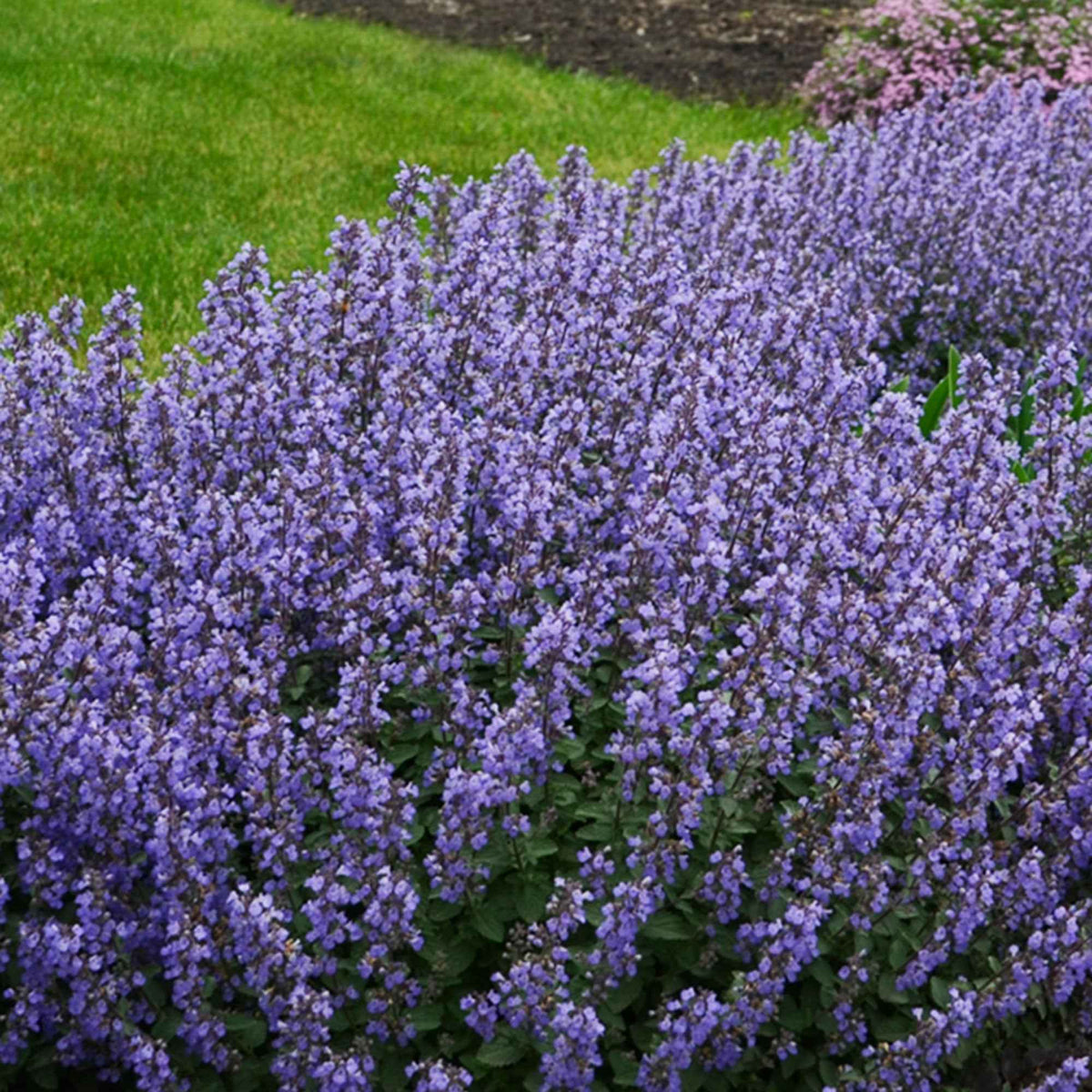 Katzenminze 'Purrsian Blue' - Nepeta purrsian blue - Willemse