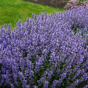 Katzenminze 'Purrsian Blue' - Nepeta purrsian blue - Willemse