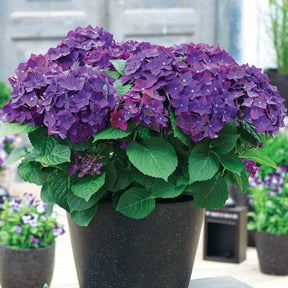 Bauernhortensie 'Deep Purple Dance' - Hydrangea macrophylla deep purple dance - Willemse