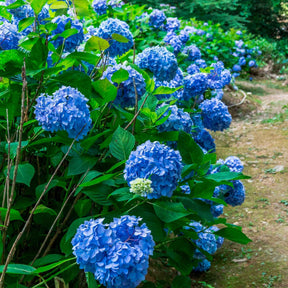 Hortensie blau - Willemse