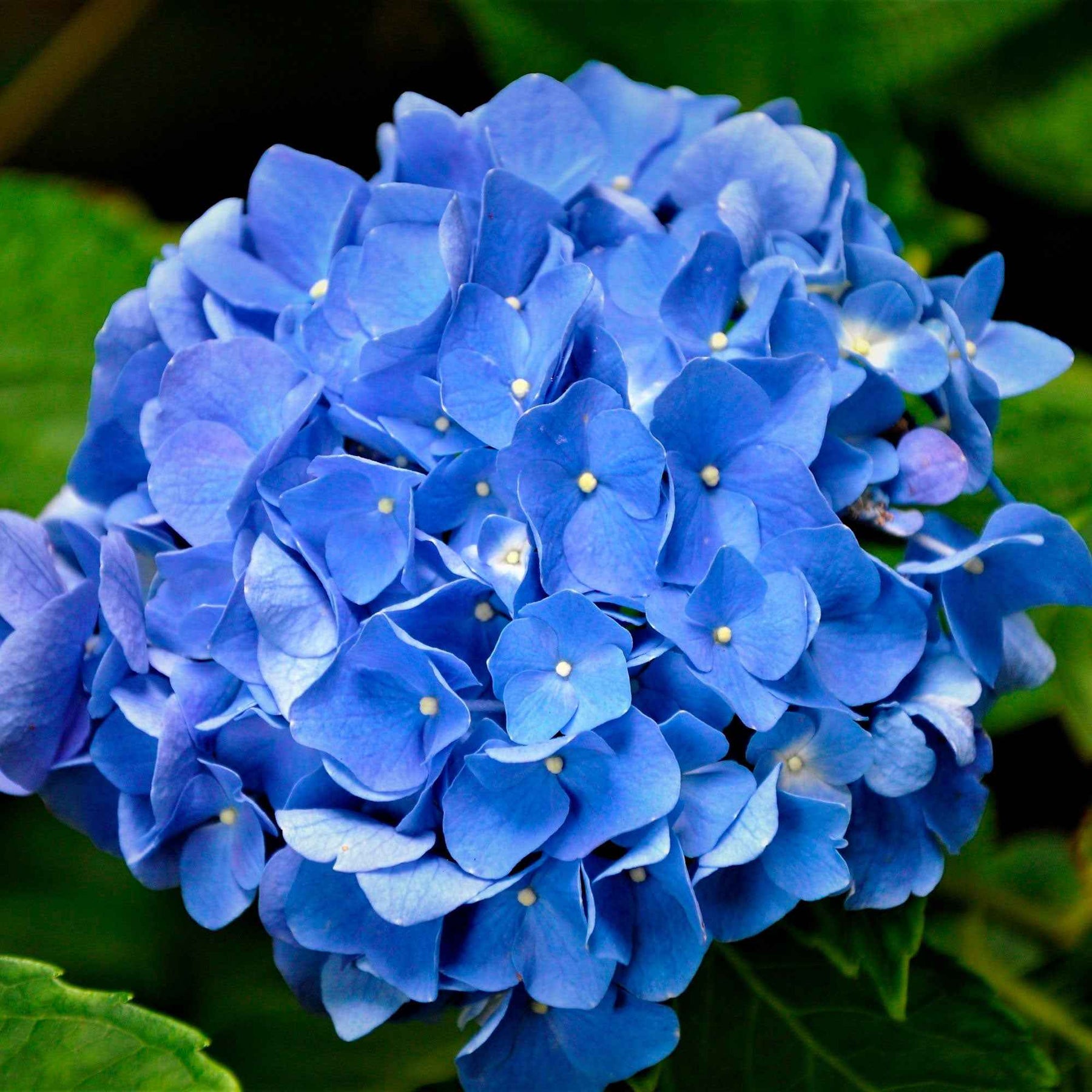 Hortensie blau - Großblättrige Hortensie - Willemse