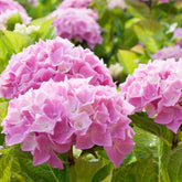 Hortensie rosa - Hydrangea macrophylla - Willemse