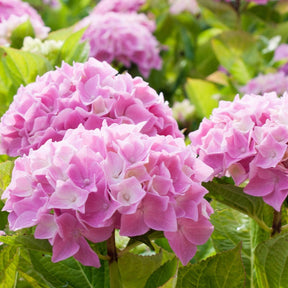 Hortensie rosa - Hydrangea macrophylla - Willemse