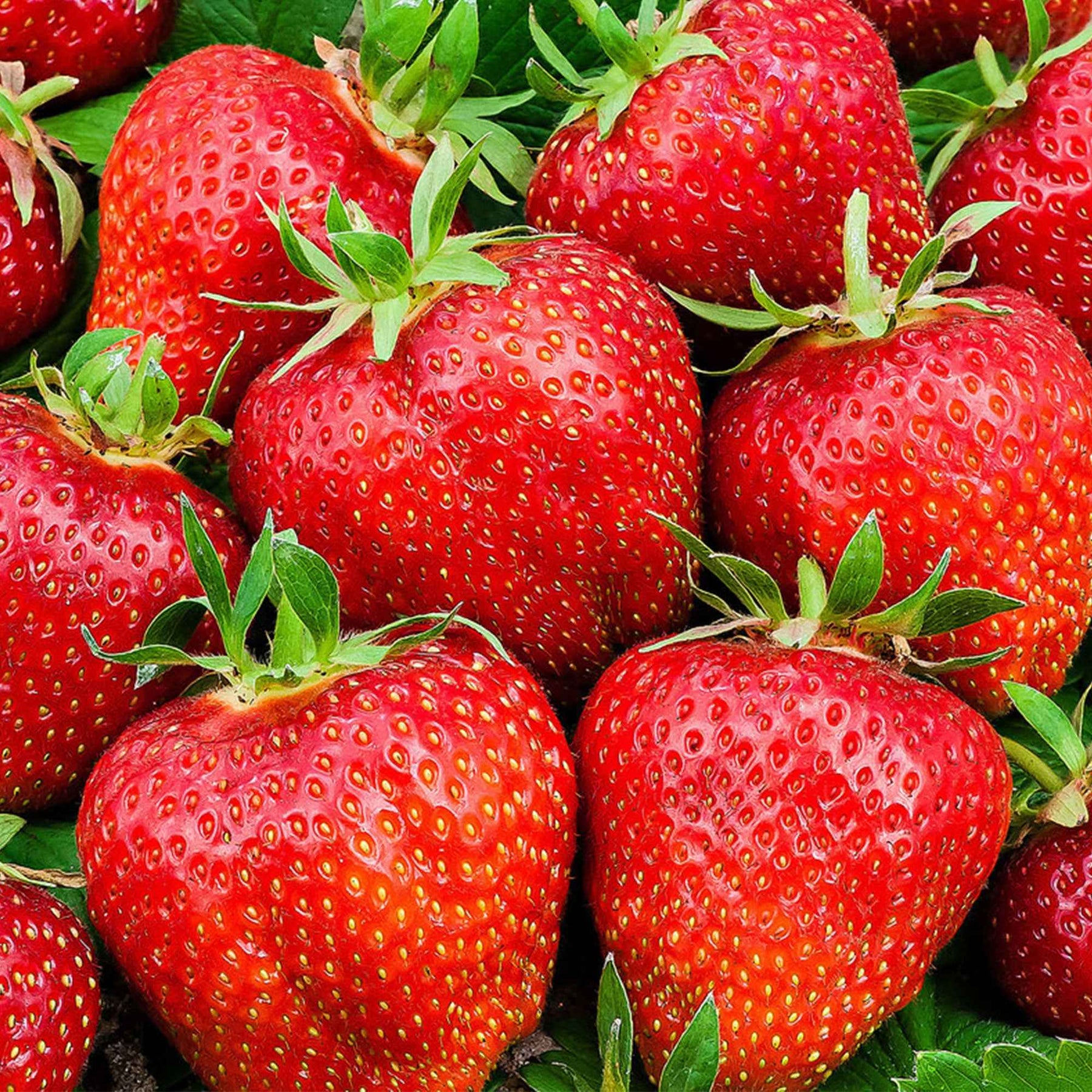 Erdbeere 'Summer Breeze Rose' (x3) - Fragaria summer breeze®  rose - Willemse