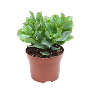 Crassula arborescens Curly Green - Pfennigbaum - Kaktus und fette Pflanze