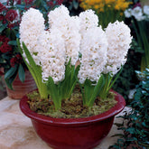Hyazinthe 'Canergie' (x6) - Hyacinthus orientalis carnegie - Hyazinthen