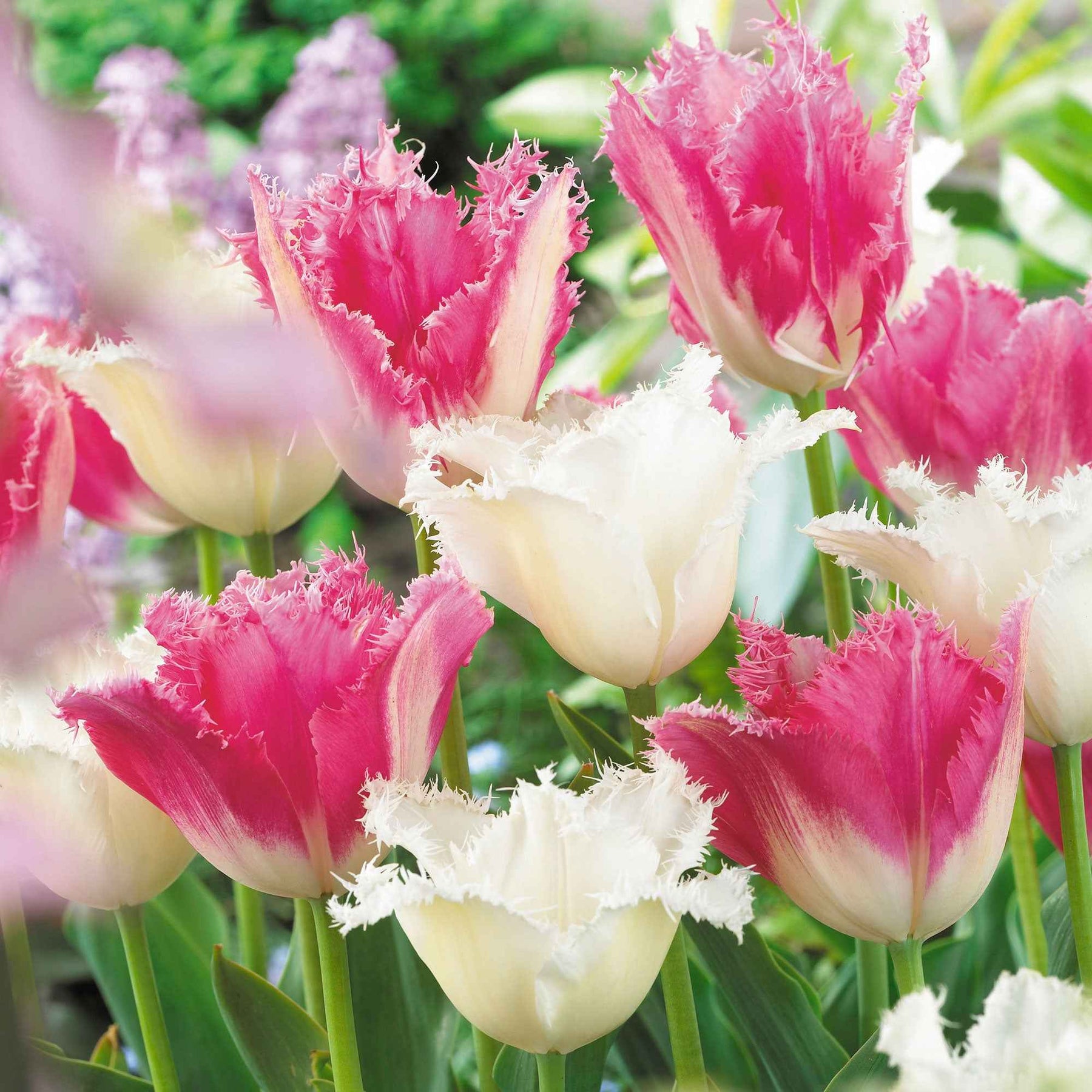 Tulpen Mischung 'Royal Wedding' (x20) - Willemse
