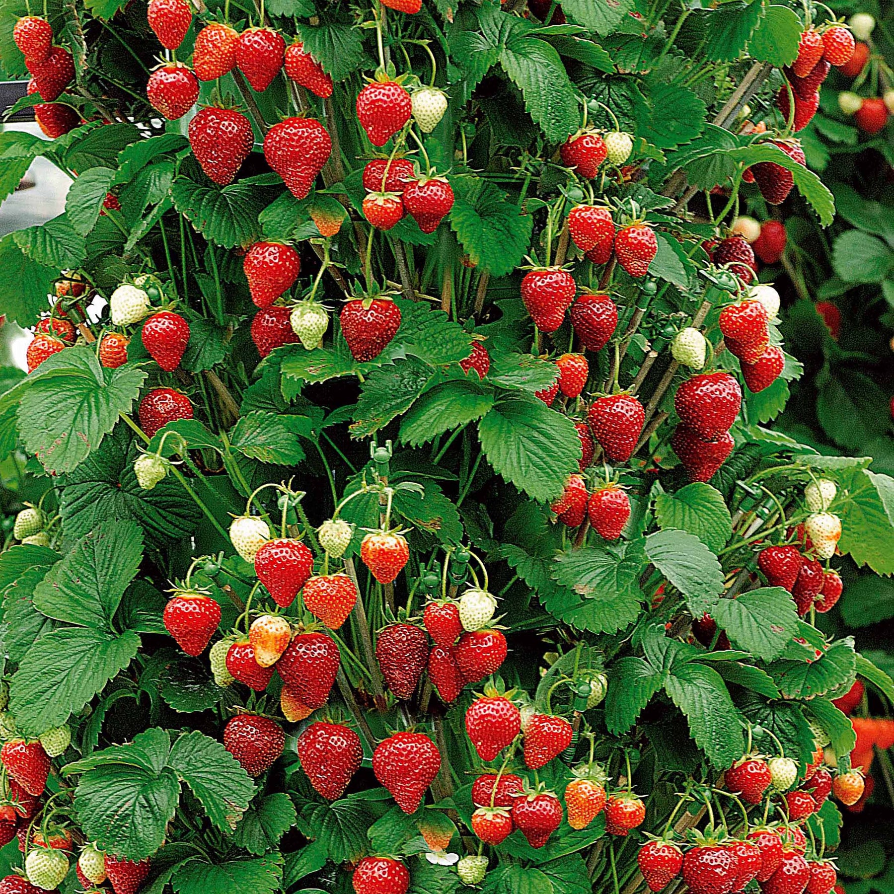 Hängeerdbeere 'Mount Everest' - Fragaria x ananassa Mount Everest - Willemse