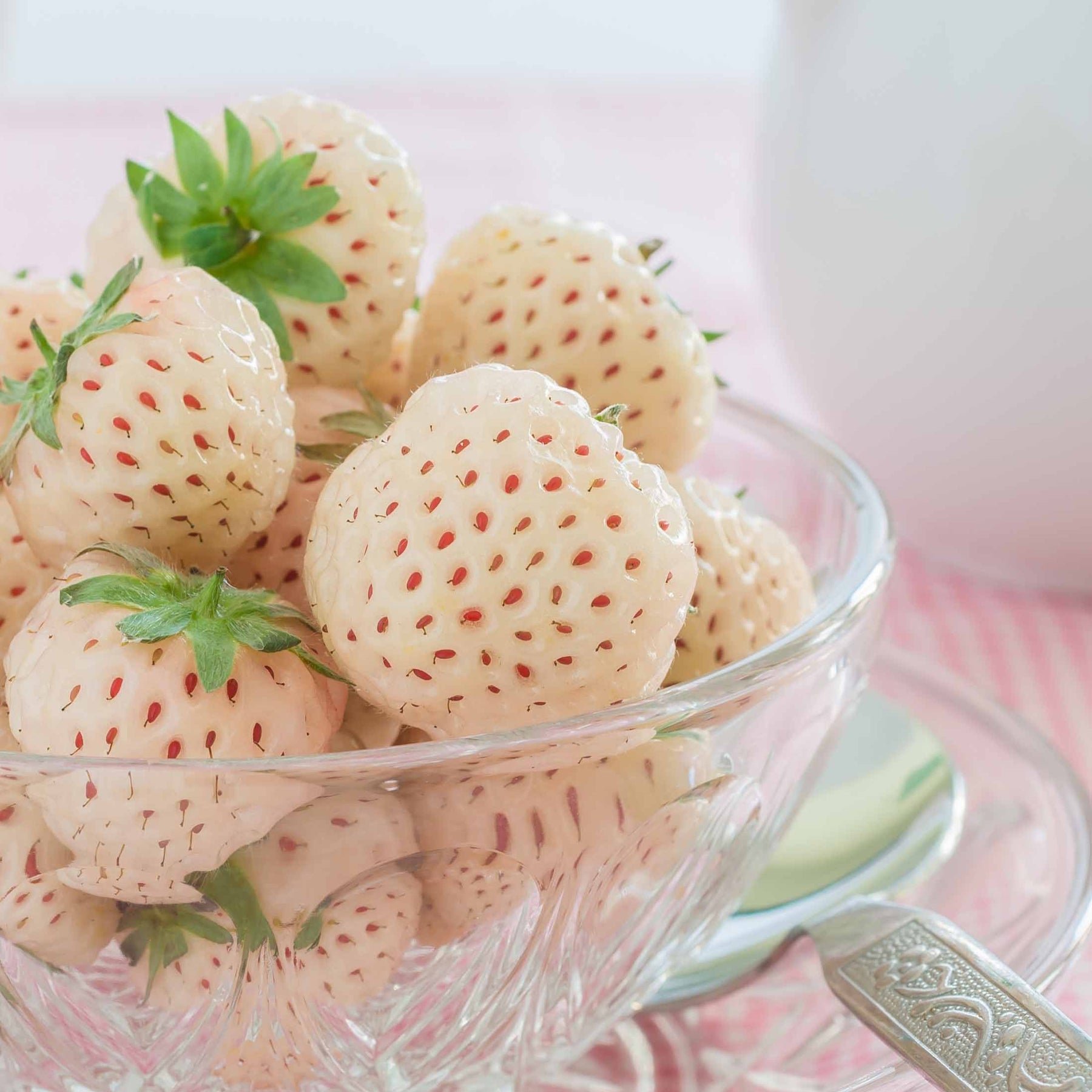 Ananas-Erdbeere 'Pineberry' (x2) - Fragaria pineberry white dream ® - Kleine Obstbäume