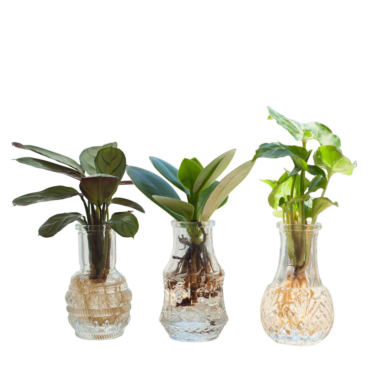 Syngonium 'Pixie', Clusia 'Princess', Ctenanthe 'Amagris' - Stecklingsmix 'Berlin' im 3 Gläser - Hydroponik (x3) - Hydroponische Pflanzen