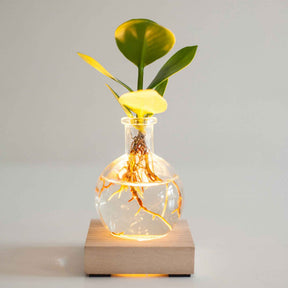 Hydroponische Pflanzen - Clusia im Samoa-Glas mit LED-Beleuchtung - Hydroponik - Clusia samoa