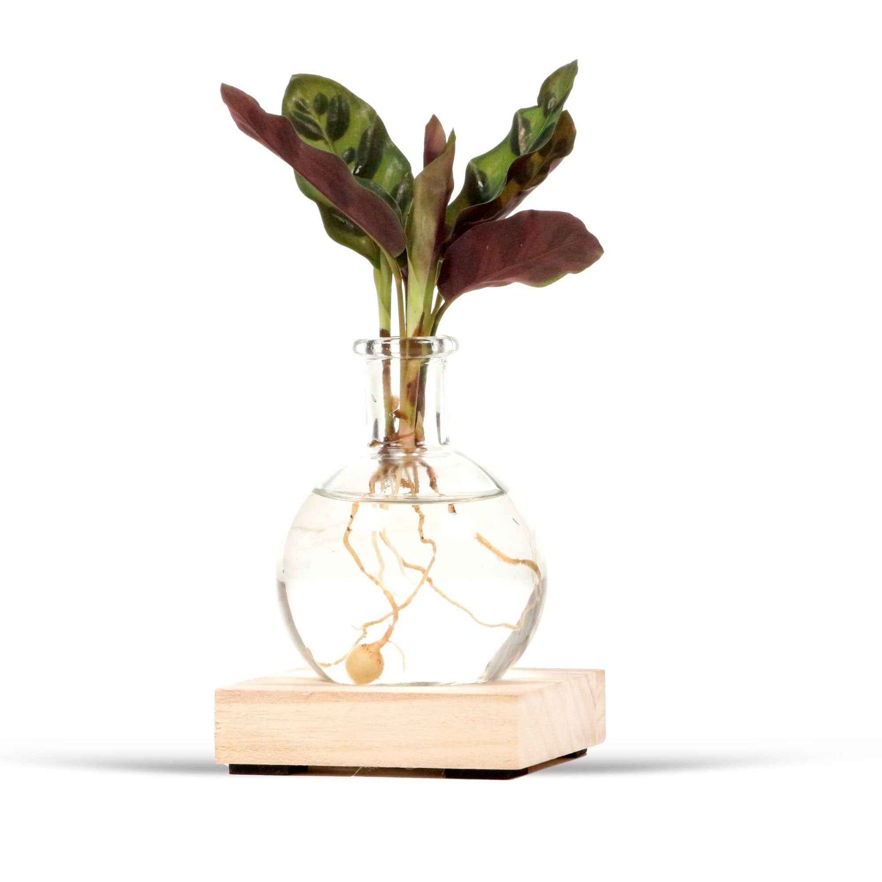 Calathea im Samoa-Glas mit LED-Beleuchtung - Hydroponik - Willemse