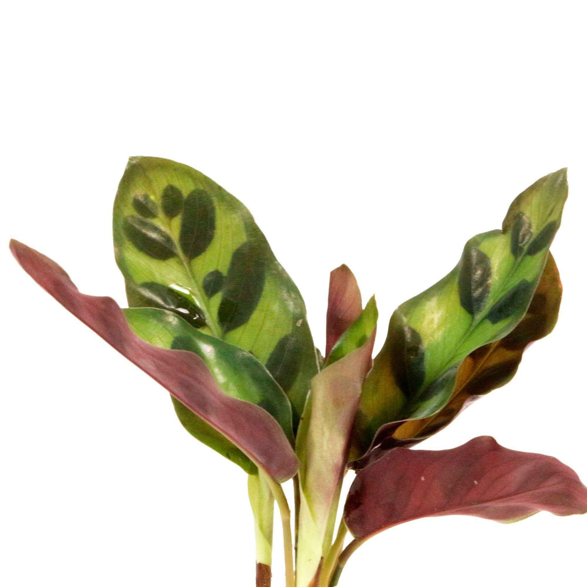 Calathea im Samoa-Glas mit LED-Beleuchtung - Hydroponik - Calathea insignis - Willemse